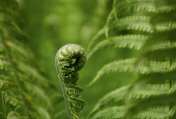 natural patterns of natural fresh green grass