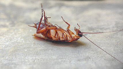 Side view of dead cockroach on concrete floor