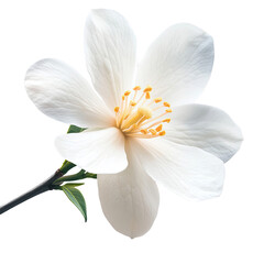 White Michelia Alba Flower Blossom Isolated on White Background Floral Photography Spa Beauty Products Spring Season Greeting Cards Wedding Invitations Nature Botany Purity Freshness Elegance Aroma