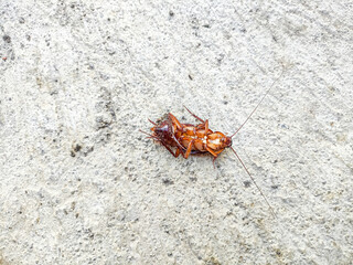 Side view of dead cockroach on concrete floor