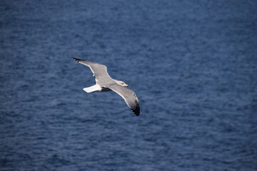 Flying seagull