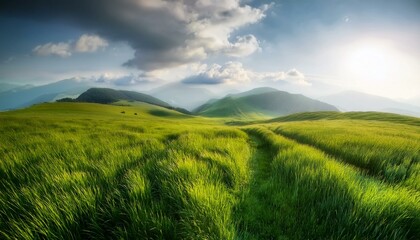 Obraz premium field of wheat