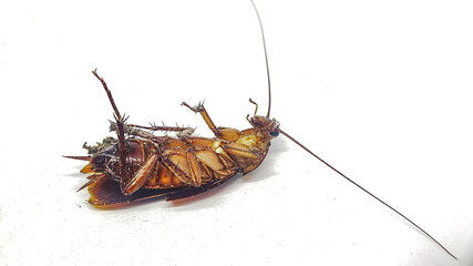 Side view of cockroach isolated on white background