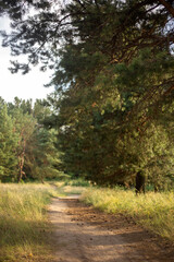 path through the birch forest in early spring