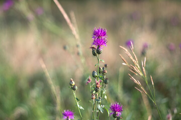 purple flowers with blurred background