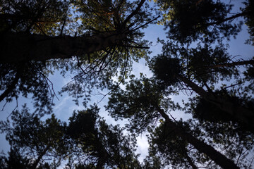 beautiful forest in the morning