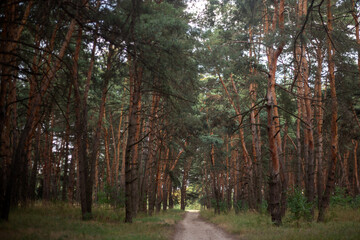 beautiful forest in the morning