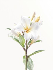 Beautiful white frangipani flower on clean white background, tropical flower, rejuvenate, colorful, aromatic
