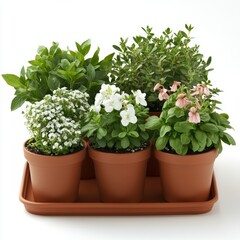 Fototapeta premium Potted plants isolated on white background, highlighting home decor, interior design, and greenery concepts in lifestyle and nature.