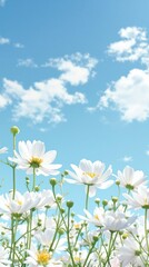Fototapeta premium Blooming white cosmos flowers with a clear blue sky as a serene background, serene, growth, botanical