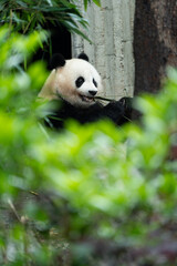 Fototapeta premium Giant panda Beichuan, Chengdu Panda Base, Sichuan, China