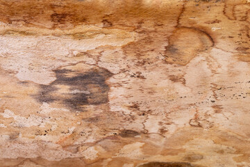 Hardwood bark inside view, soft focus close up detailed texture