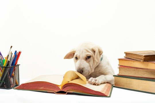 Cute puppy dog with wrinkled skin,  reading and turning the page in a opened vintage book, on white background