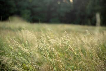 beautiful field in the summer