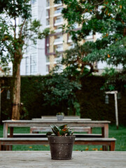 Withered Snake Plant in Garden with Urban Building Backdrop