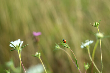 ladybug on daisy