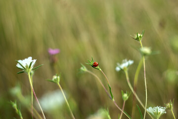 ladybug on a poppy