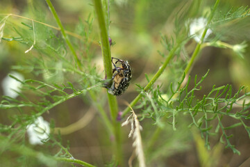 spider on the web