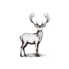 Christmas Deer Sketch Celebration Decoration Winter Event Festival of X-Mas
