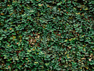 Creeping Fig Vines Covering Old Wall – Natural Green Texture
