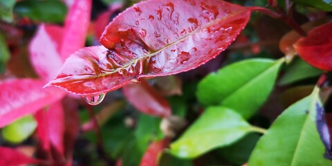 gota de rocío deslizándose por una hoja, fondo de pantalla, fondo de escritorio, fragil, paciencia, delicado, granate, hojas mojadas