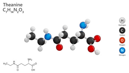Molecule: Theanine. Green tea extract. Molecular structure. Formula: C7H14N2O3. Chemical model: Ball and stick. White background. 3D illustration.