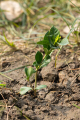 Plant gardenia saplings