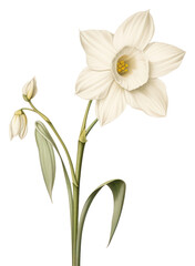 Fototapeta premium PNG Botanical illustration narcissus flower plant white.