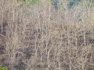 View hill with drying teak forest
