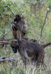 Two monkeys walks in Kruger National Park, South Africa. Chacma baboon Monkey close up. Safari in savannah. Animals natural habitat, wildlife, wild nature