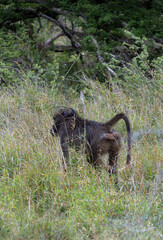 Monkey walks in savanna, back view. Chacma baboon in Kruger National Park, South Africa. Safari in savannah. Animals natural habitat, wildlife, wild nature background, close up