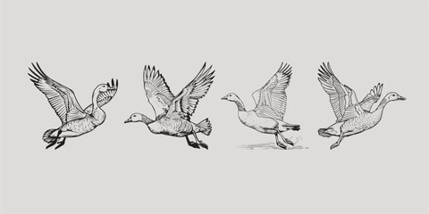 Coloring book sketching 4 ducks in flight