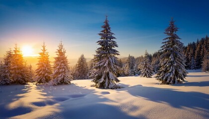 sunset light on snow covered pine trees