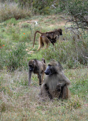 Three monkeys in Kruger National Park, South Africa. Chacma baboon Monkey close up. Safari in savannah. Animals natural habitat, wildlife, wild nature