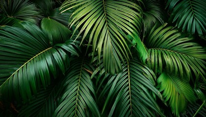 jungle tropical rainforest frond leaf background
