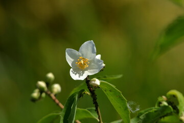 Branch of flowers isolated on white