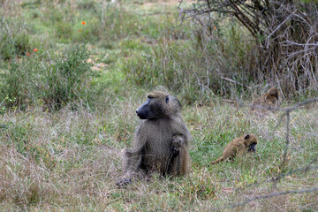 Big and small monkeys sits in grass. Safari in savannah. Chacma baboon in Kruger National Park, South Africa. Animals natural habitat, wildlife, wild nature background. Mum and child