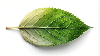 Fototapeta premium Abstract Multi Colour Tone Leaf Imagery: Vibrant Foliage and Organic Patterns for Artistic Stock Photography For Poster Design Background Designs