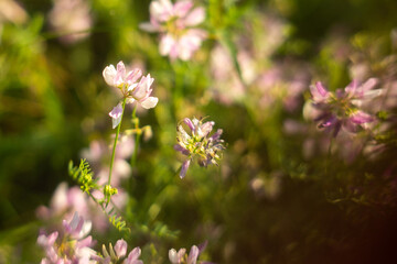 Fototapeta premium wild flowers on green grass background