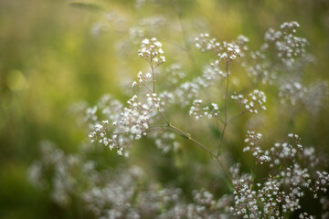 wild flowers on green grass background