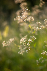 wild flowers on green grass background