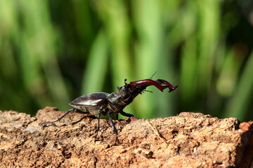 Close-up of a stag beetle.