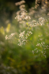 wild flowers on green grass background