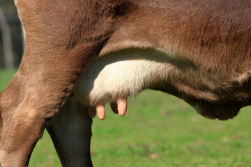 A detailed view of the udder of a dairy cow.