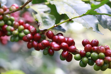 Red Coffee berries near ripeness on branch field,Coffee cherries are almost ripe.harvesting Robusta and arabica coffee berries by agriculturist hands, Harvest arabica coffee berries on its branch