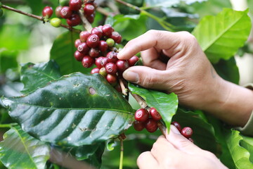 organic arabica coffee with farmer picking in farm.harvesting Robusta and arabica coffee berries by agriculturist hands,Worker Harvest arabica coffee berries on its branch, harvest concept.	
