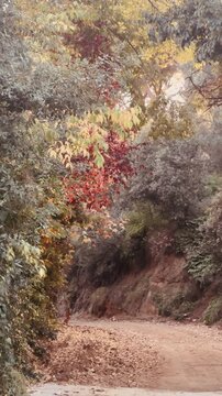 Autumn Leaves Gently Falling from Trees in a Peaceful Forest Setting.