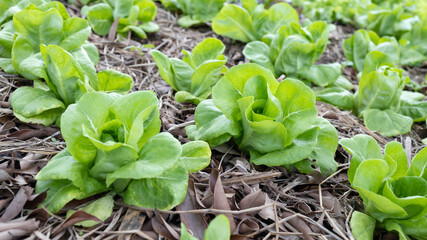 Non-toxic vegetable plant Organic with soil on farm ,Farmers hands holding fresh vegetables