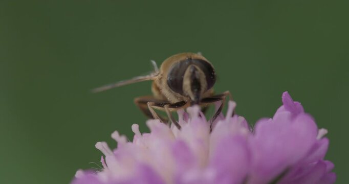 SLO MO CU Hoverfly pollinating field scabious flower / Dorset, UK
