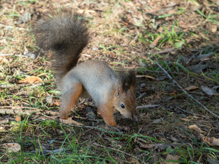 portrait of squirrel